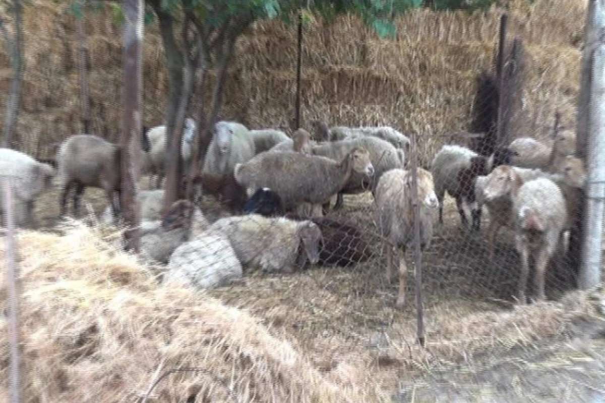 Azərbaycanda qoyunları oğurlanan şəxsdən maraqlı addım Azərbaycanda qoyunları oğurlanan şəxsdən maraqlı addım