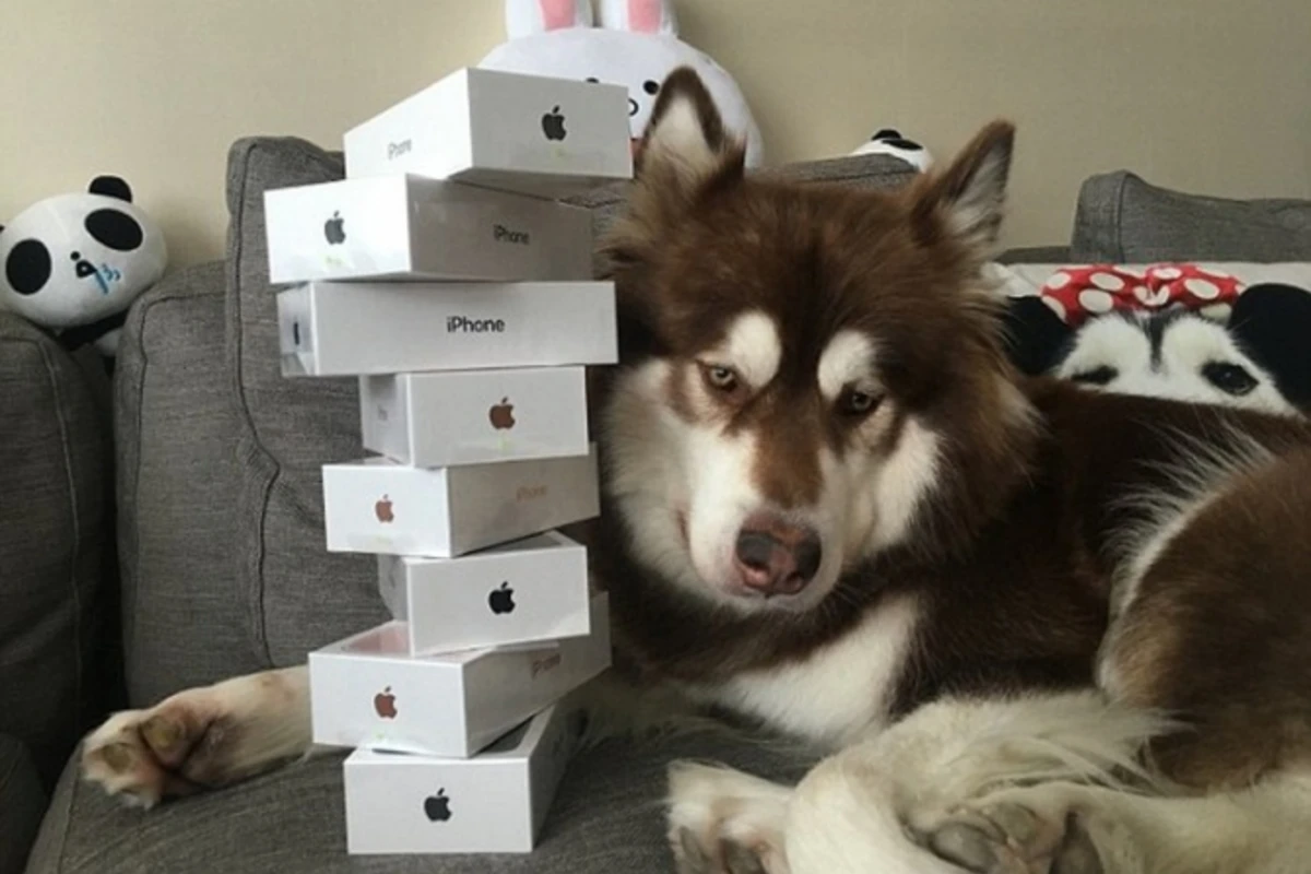 Сын богатейшего китайца купил своей собаке восемь iPhone 7 (фото)