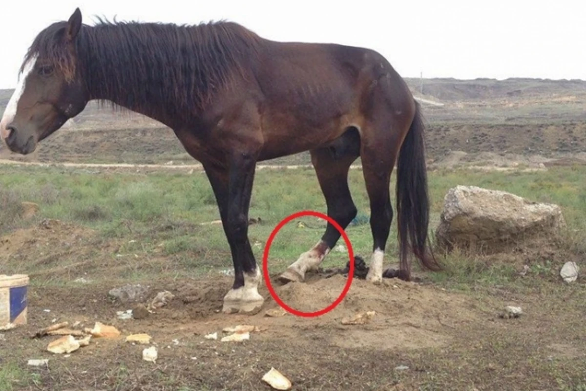 Bakıda ayağı sınmış at yolda qaldı: köməyə ehtiyacı var (VİDEO) Bakıda ayağı sınmış at yolda qaldı: köməyə ehtiyacı var (VİDEO)