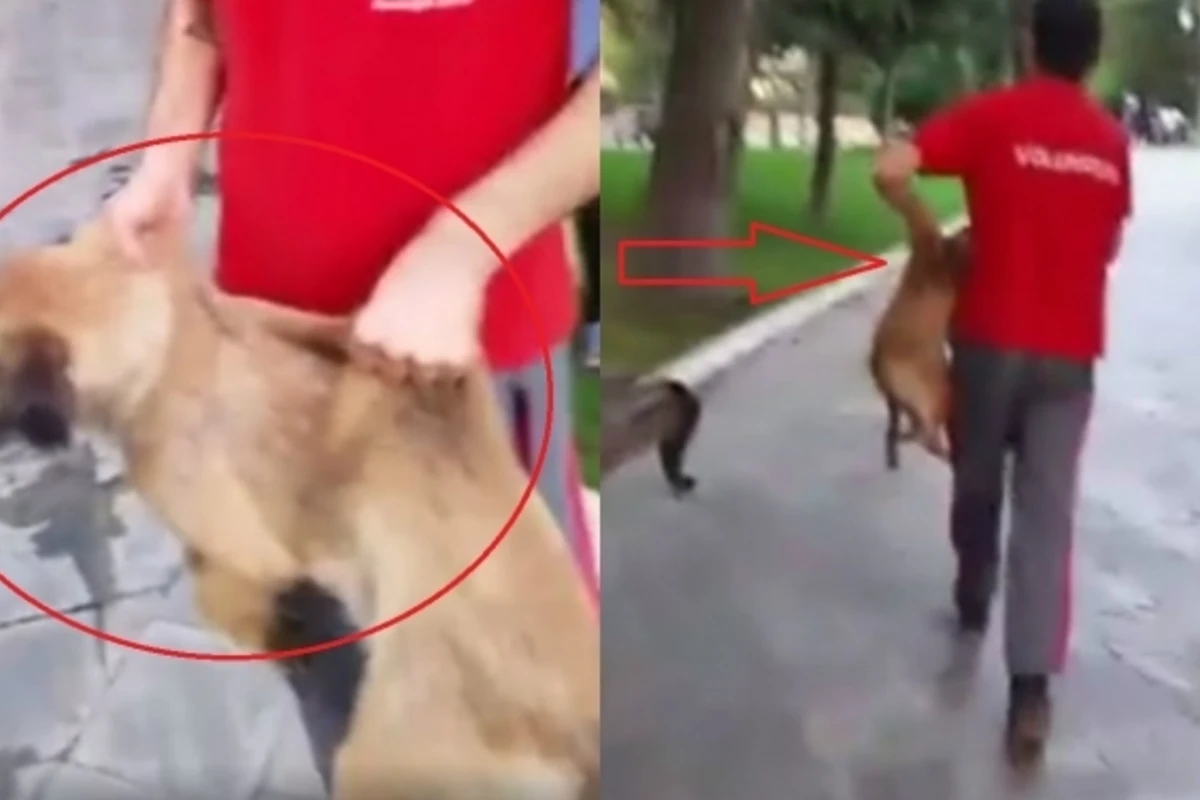 В Баку засняли на камеру жестокое обращение с собакой (видео)