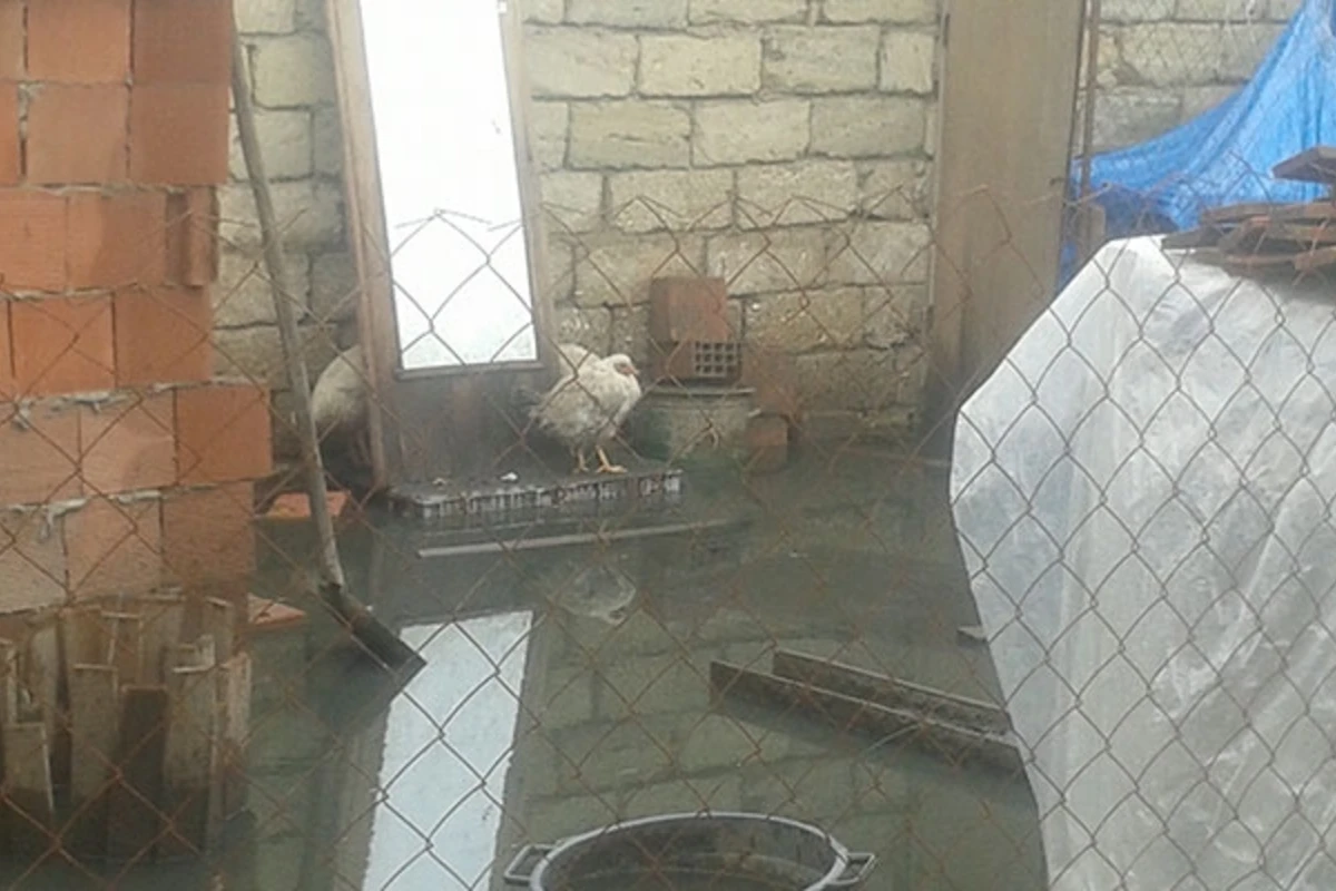 Bakının kəndində evləri su basdı - FOTOLAR