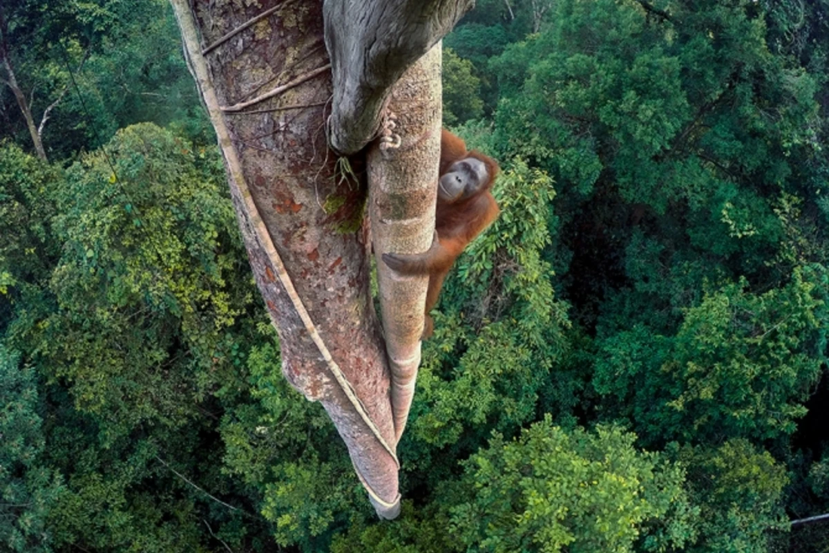 Лучшие снимки международного конкурса British Wildlife Photographer of the Year (фото)