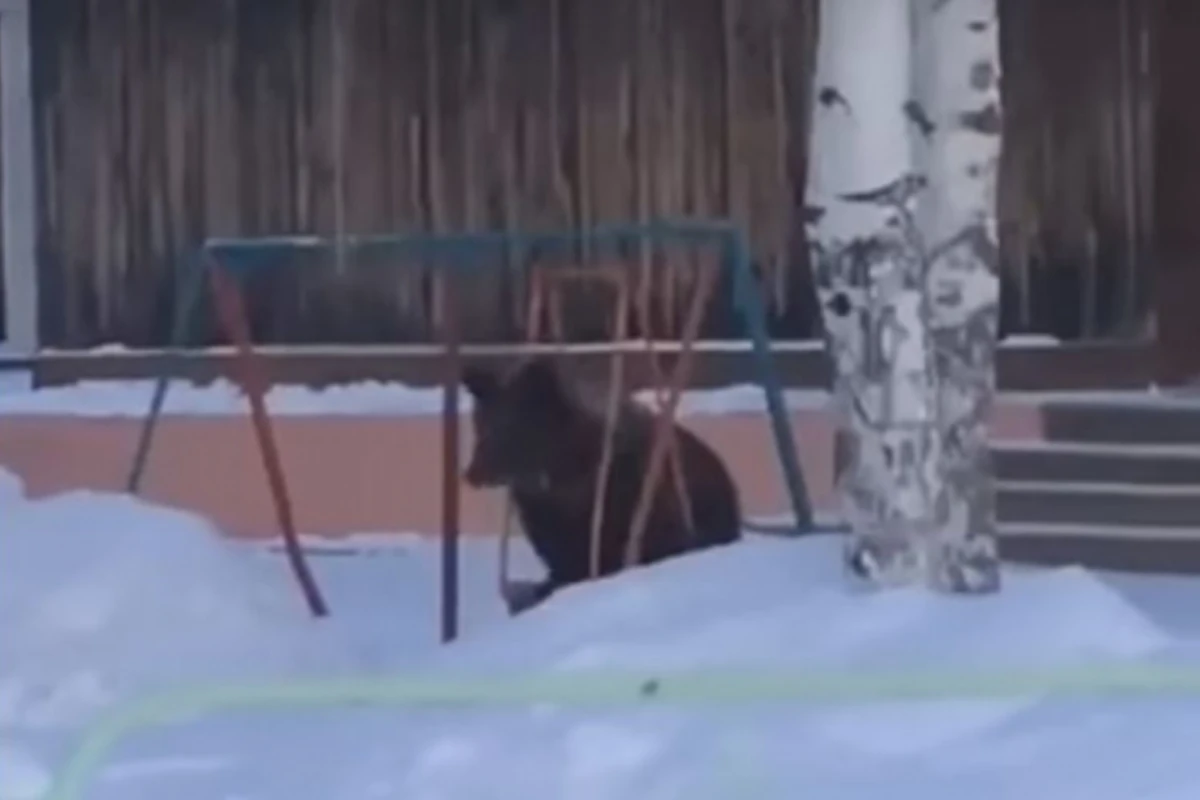 ВИДЕО с медведем на качелях стал феноменом в Сети