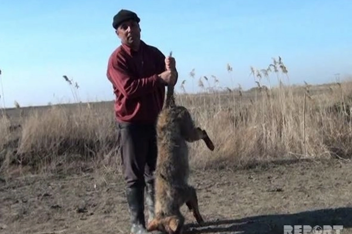 В Азербайджане мужчина ловко расправился с волком (фото)