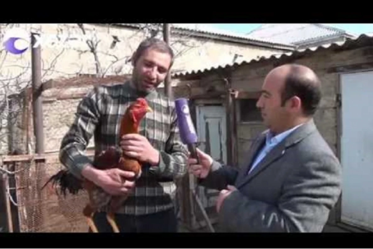 Azərbaycanda maşın qiymətinə xoruz satılır - VİDEO Azərbaycanda maşın qiymətinə xoruz satılır - VİDEO