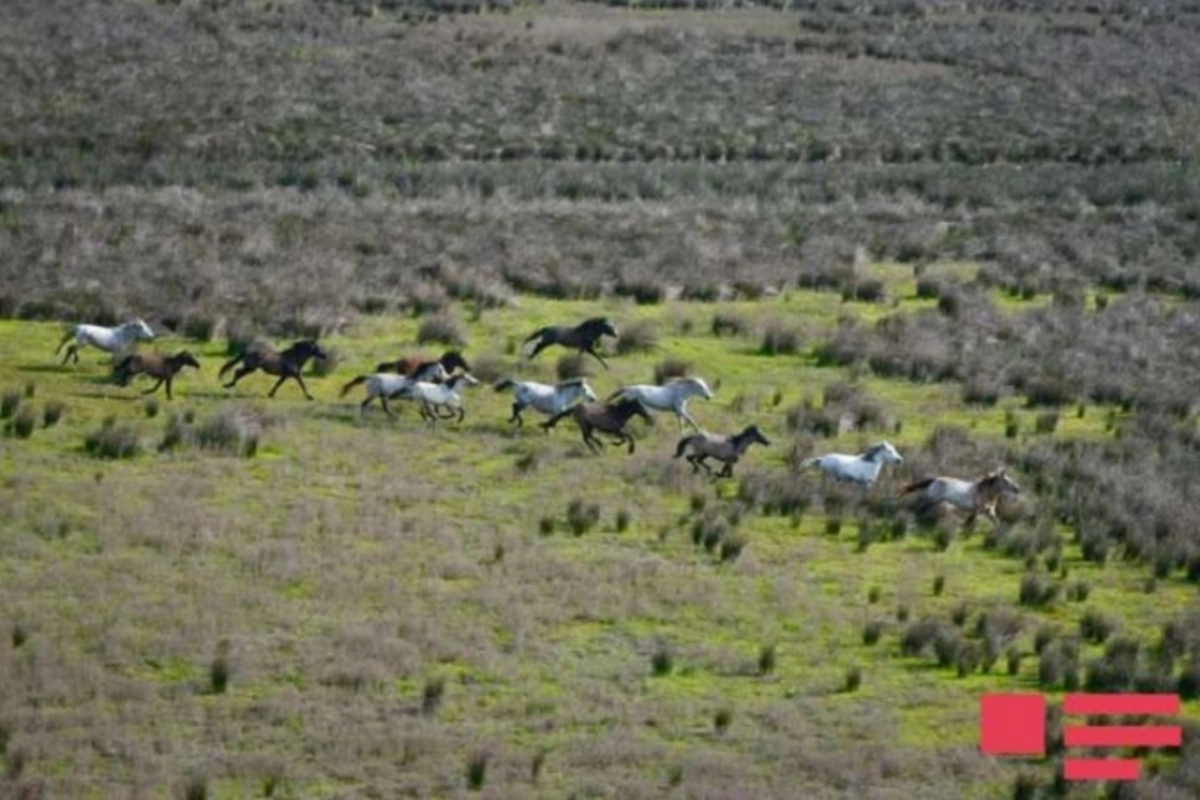 Azərbaycanın unudulmuş cənnətindən FOTOREPORTAJ