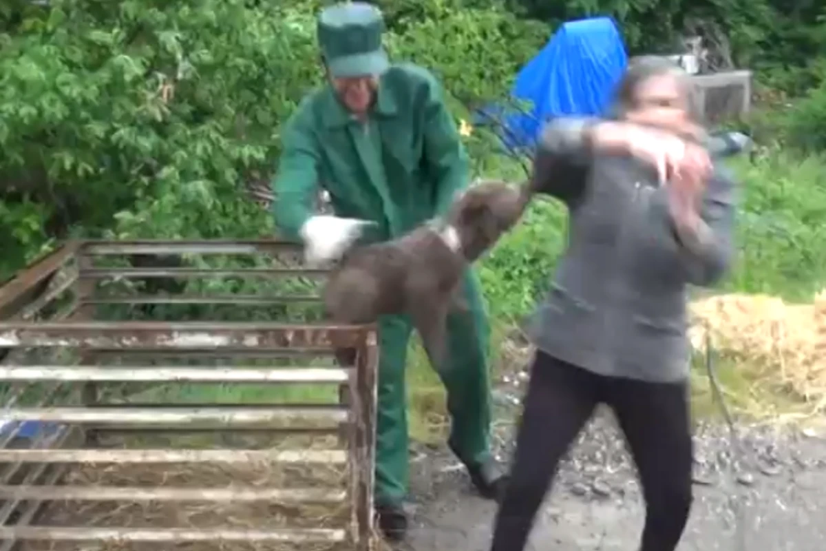 В Азербайджане медвежонок напал на журналистку (видео)