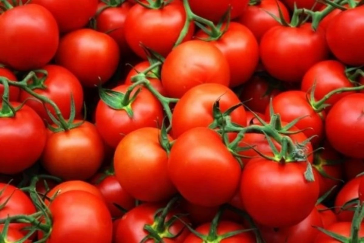 Pomidorun qiyməti kəskin ucuzlaşdı Pomidorun qiyməti kəskin ucuzlaşdı
