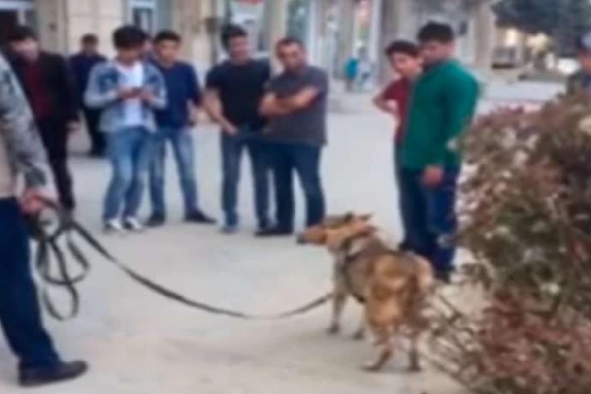 В центре города выгуливают волка (видео) В центре города выгуливают волка (видео)