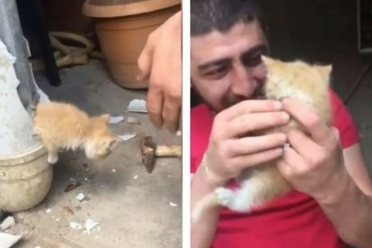 В Баку молодой человек спас котенка из водосточной трубы (видео)