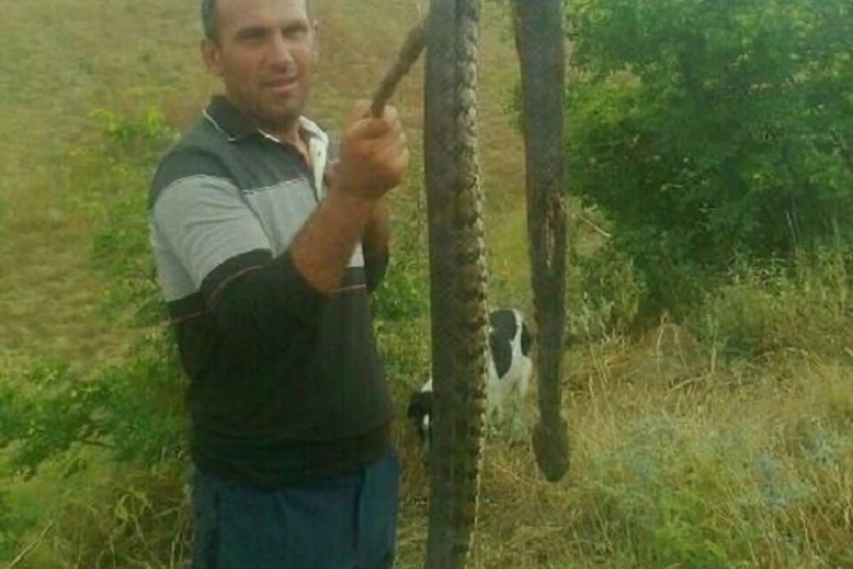 Azərbaycanda böyük Qafqaz gürzəsi öldürülüb - FOTO Azərbaycanda böyük Qafqaz gürzəsi öldürülüb - FOTO