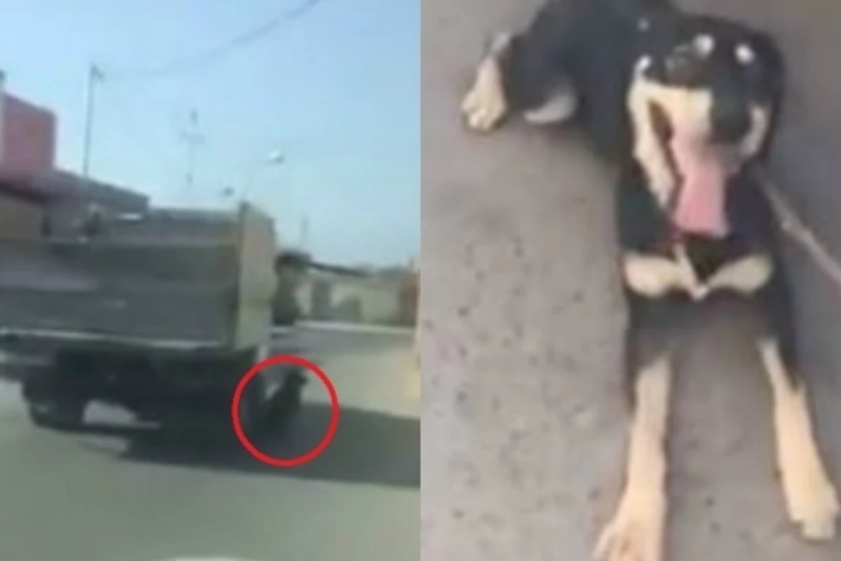 Живодерство в Баку: Собаку протаскали привязав к автомобилю (видео)