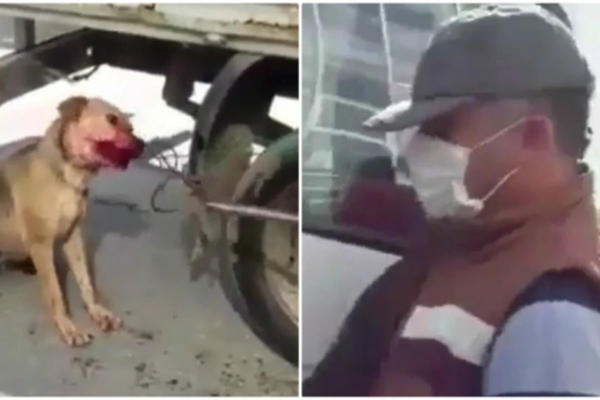 Bakı Şəhər İcra Hakimiyyətinin işçiləri itə zülm verir (VİDEO+18)
