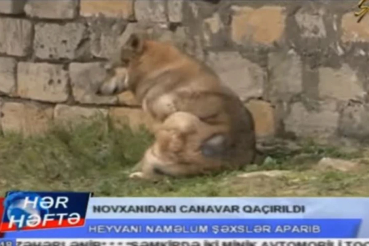 Bakıda canavar peyda oldu, başına məftil bağlayıb oğurladılar (VİDEO)