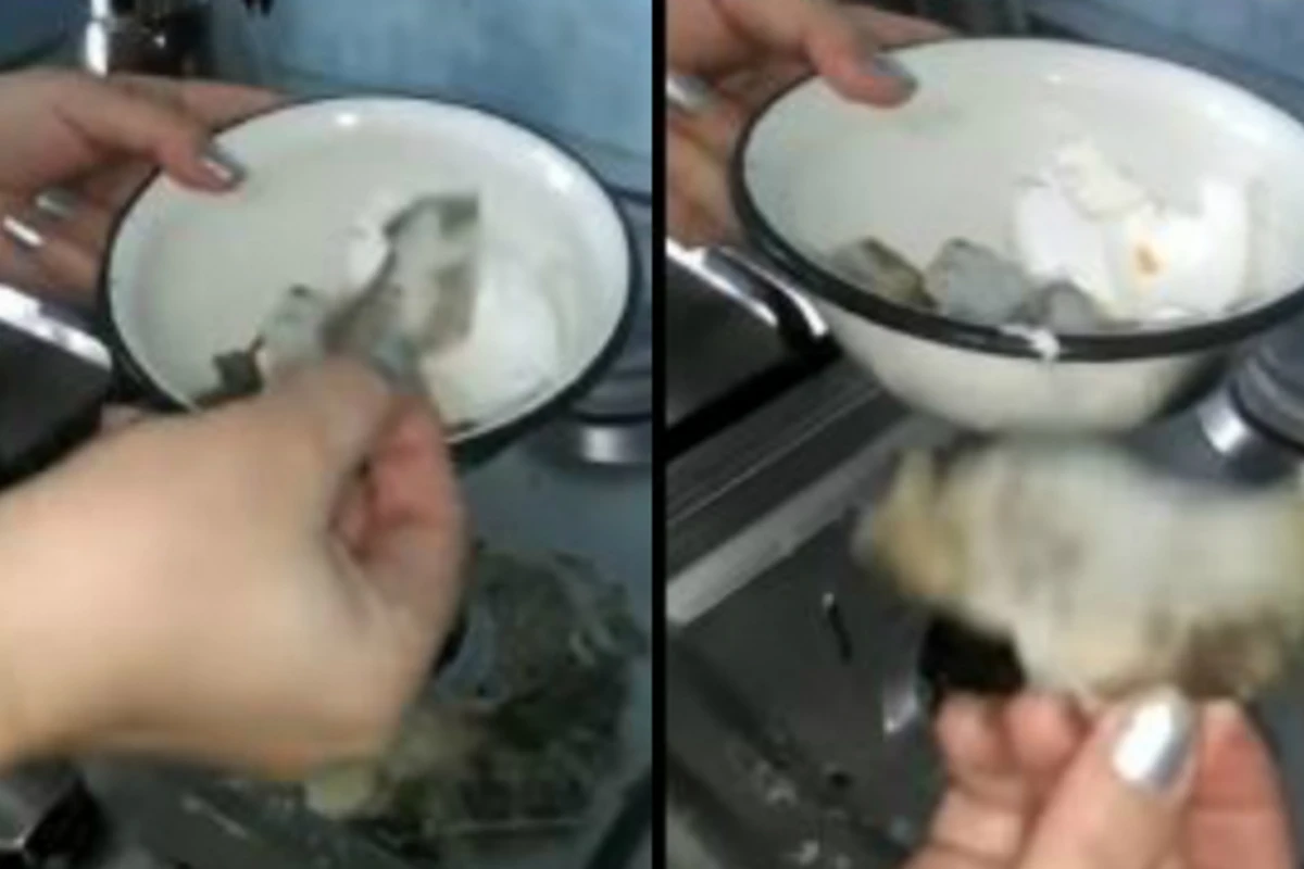 На прилавках в Баку из яйца вылупился пластмасс (видео)