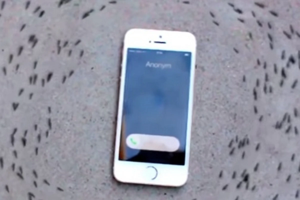 Странное поведение насекомых вокруг iPhone поставило в тупик пользователей Сети (видео)