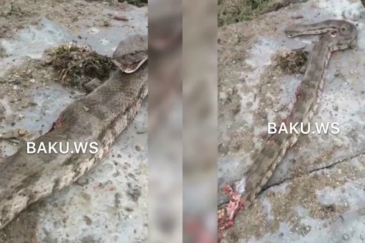 В Азербайджане поймали огромного питона (видео)