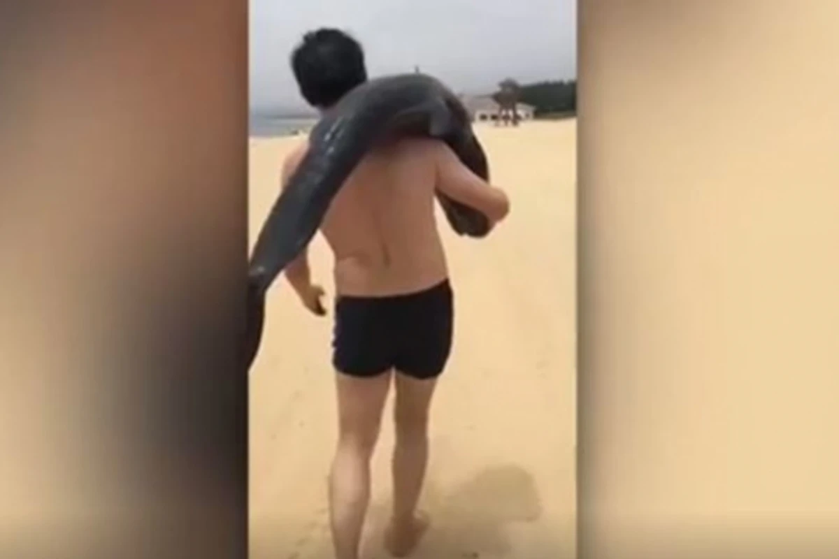 Похитил умирающего дельфина и попал на камеру (видео) Похитил умирающего дельфина и попал на камеру (видео)