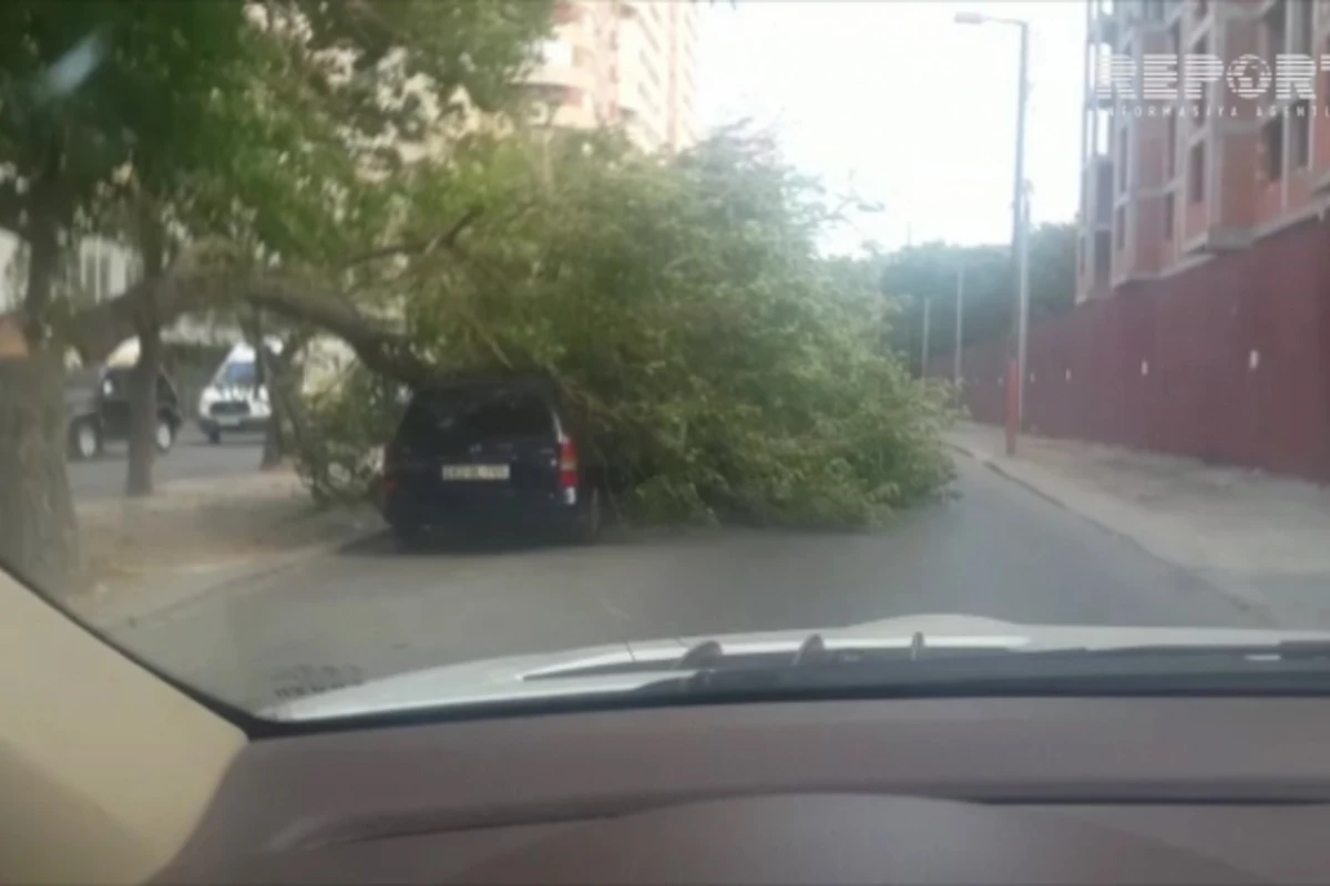 Кадры последствий сильного ветра в Баку - ВИДЕО
