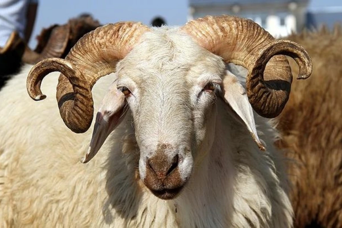 Azərbaycanda Qurban bayramı qeyd olunur Azərbaycanda Qurban bayramı qeyd olunur