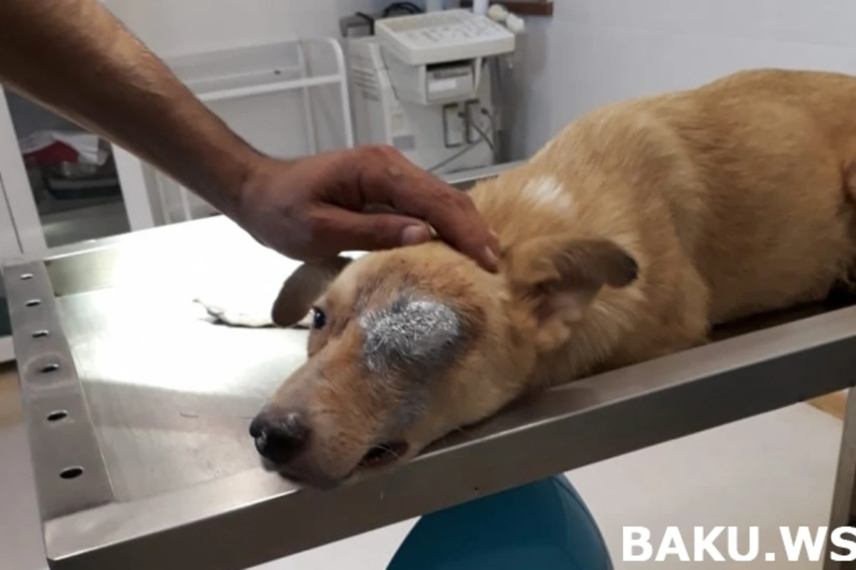 Азербайджанская актриса оплатила операцию псу, которому выкололи глаз в Сумгаите - ФОТО