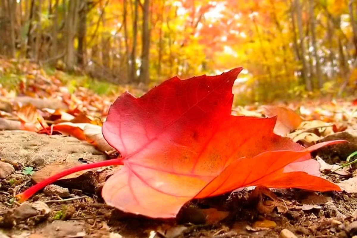 Hava şəraiti dəyişəcək, temperatur aşağı düşəcək - XƏBƏRDARLIQ Hava şəraiti dəyişəcək, temperatur aşağı düşəcək - XƏBƏRDARLIQ