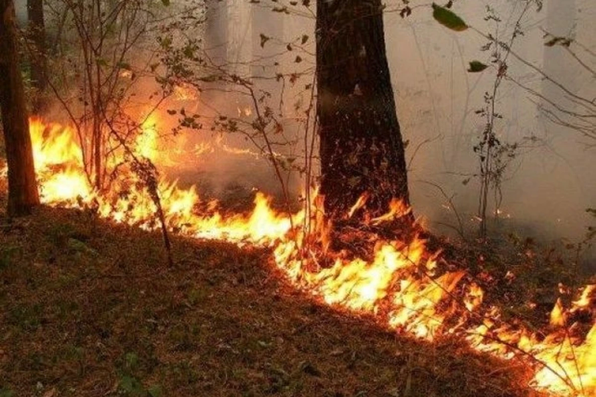 Qızılağac Dövlət Təbiət Qoruğunda güclü yanğın başlayıb