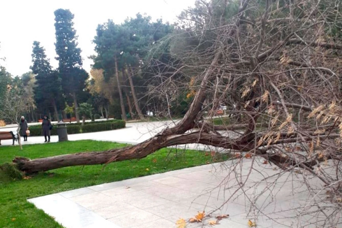 Bakıda üç nəfərin üzərinə çinar ağacı aşıb