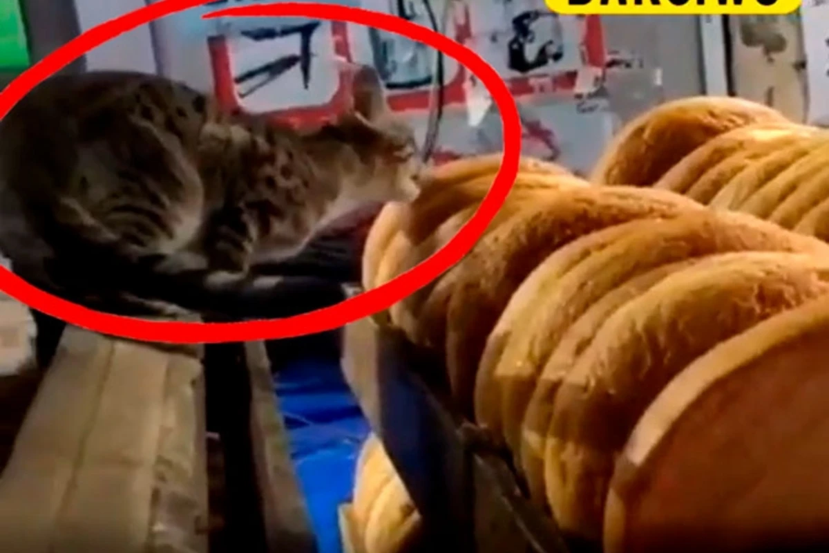 ОФИЦИАЛЬНОЕ ЗАЯВЛЕНИЕ в связи с распространенным в соцсетях ВИДЕО