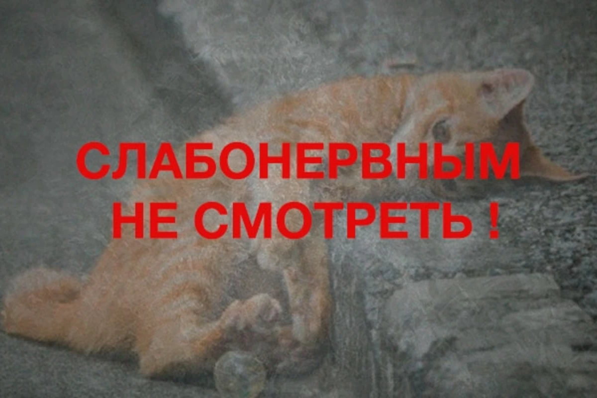 В Баку заживо сожгли кошку - ВИДЕО