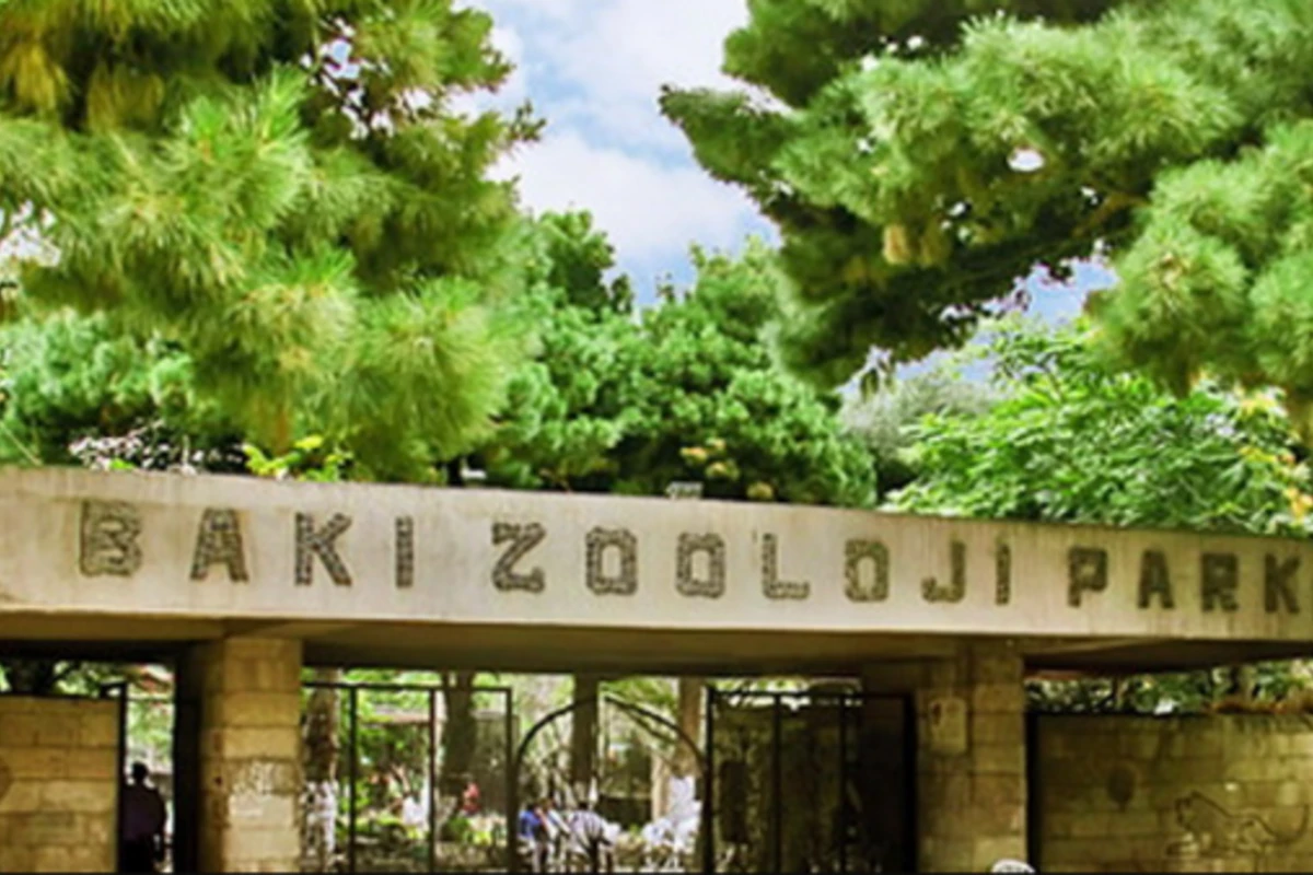 Bağlanan Bakı Zooparkının son görüntüləri - VİDEO Bağlanan Bakı Zooparkının son görüntüləri - VİDEO