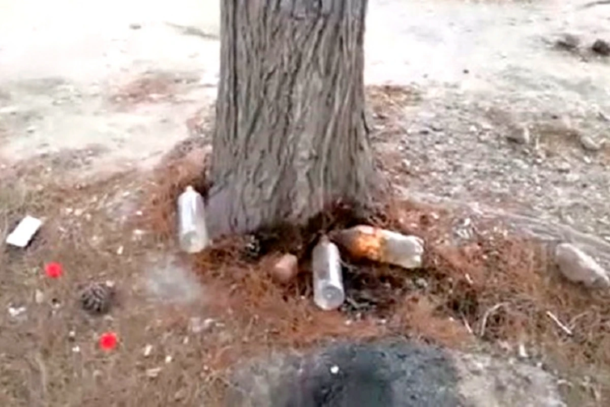 Ağacların dibinə dizel yanacağı tökdülər Ağacların dibinə dizel yanacağı tökdülər