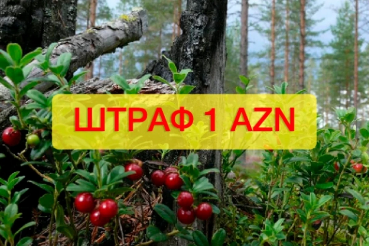 В лесах запретили собирать фрукты, орехи, ягоды и листья - ШТРАФ 1 манат