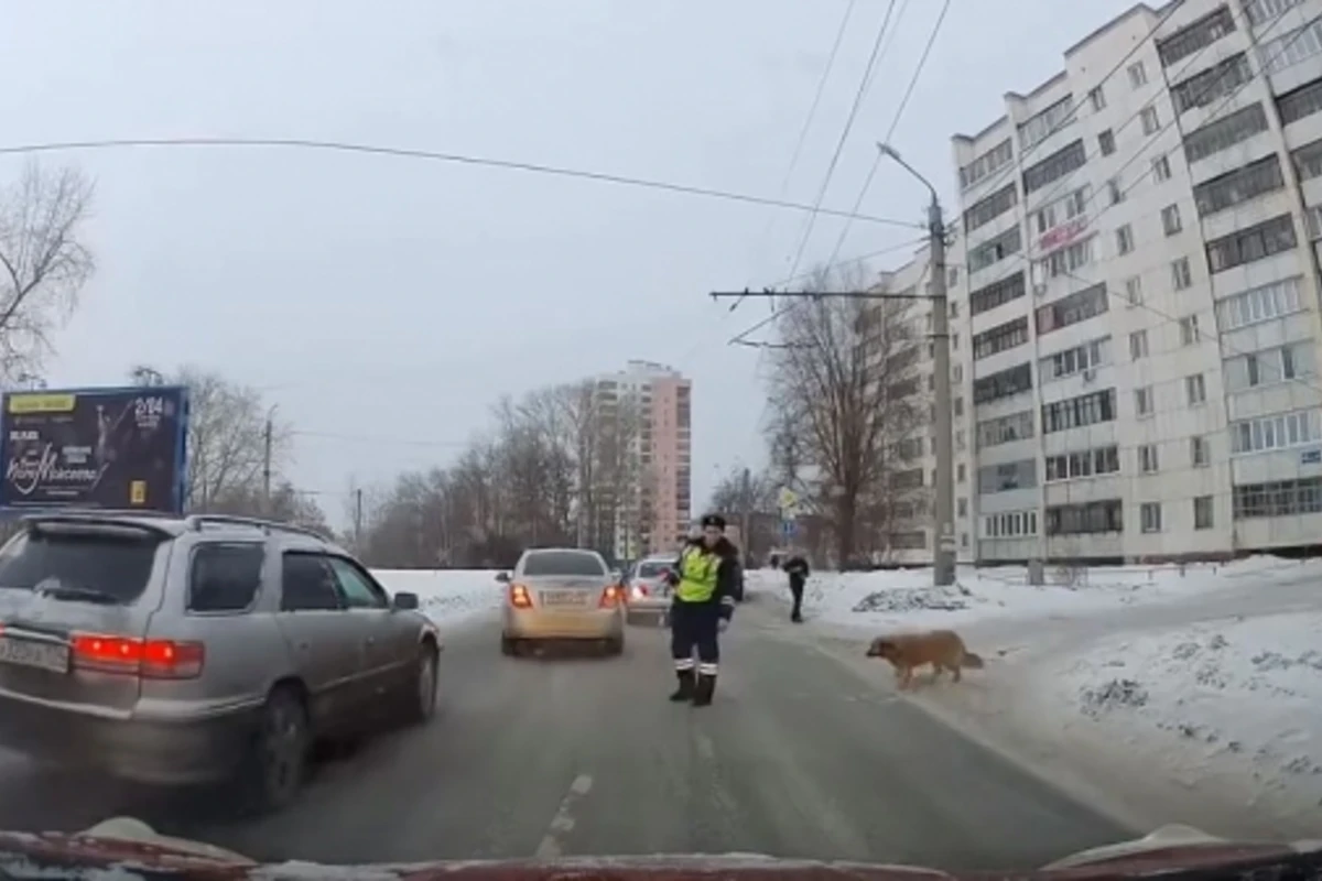 Сотрудник ДПС перекрыл дорогу ради хромающего пса - ВИДЕО