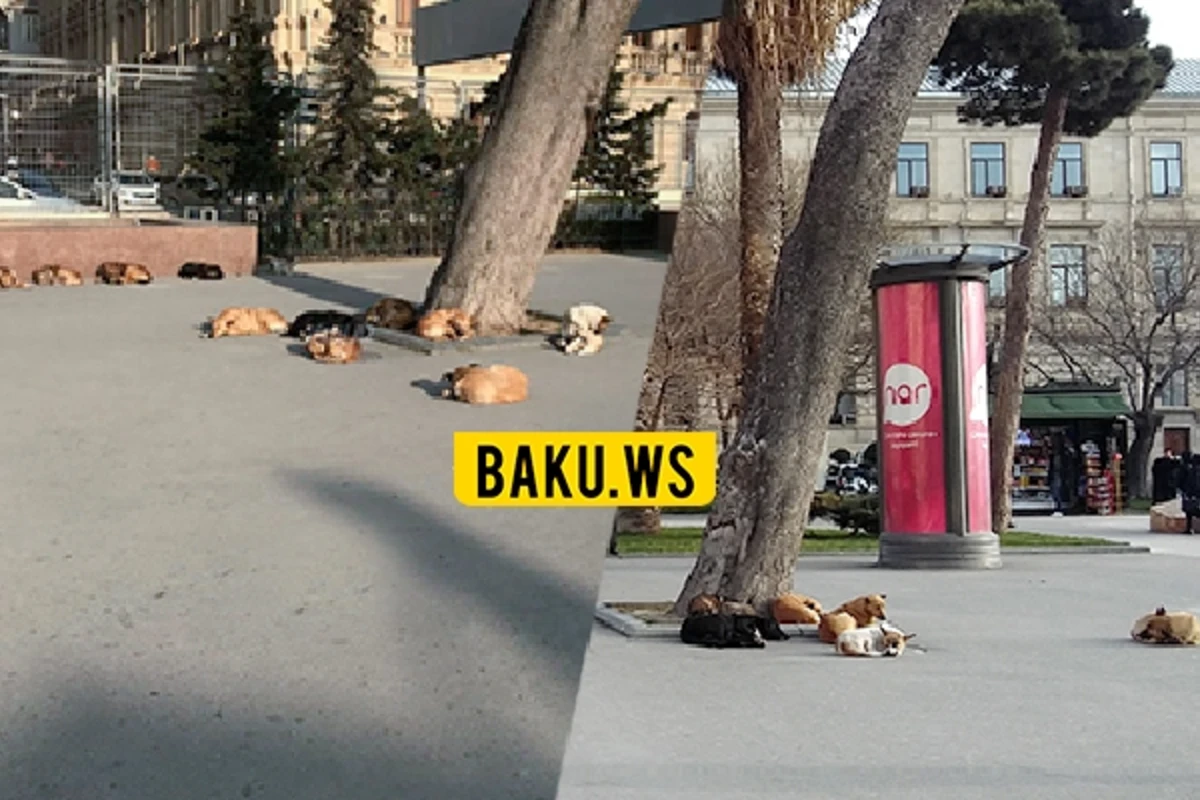 Bakının mərkəzində maraqlı mənzərə – VİDEO Bakının mərkəzində maraqlı mənzərə – VİDEO