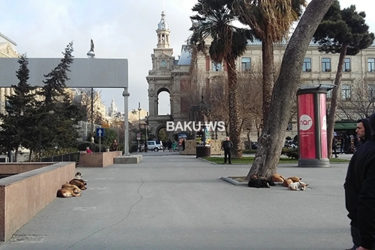 Центр Баку заполонили бродячие собаки - ФОТО+ВИДЕО