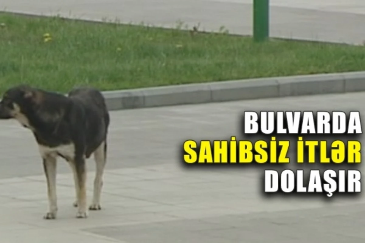 Bakı Bulvarında biabırçılıq - VİDEO Bakı Bulvarında biabırçılıq - VİDEO