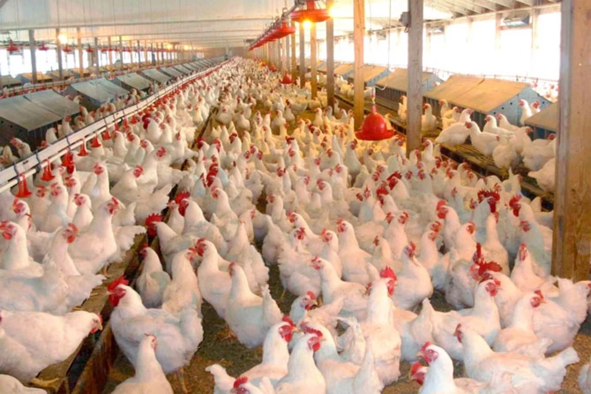 Bakıda quşçuluq fabrikindən 170 min manatlıq məhsul oğurlandı