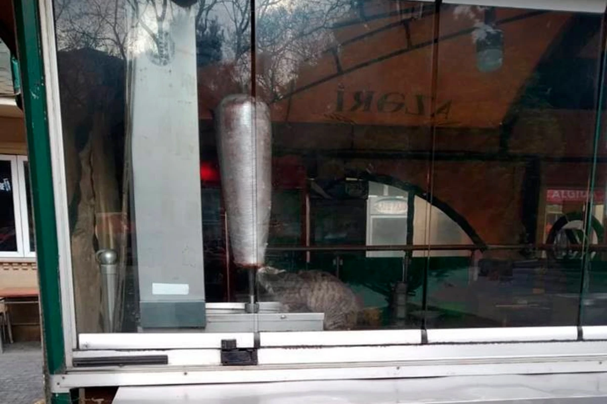 Bakıda dönərxanada İYRƏNCLİK: Pişik aparata asılan əti yedi Bakıda dönərxanada İYRƏNCLİK: Pişik aparata asılan əti yedi