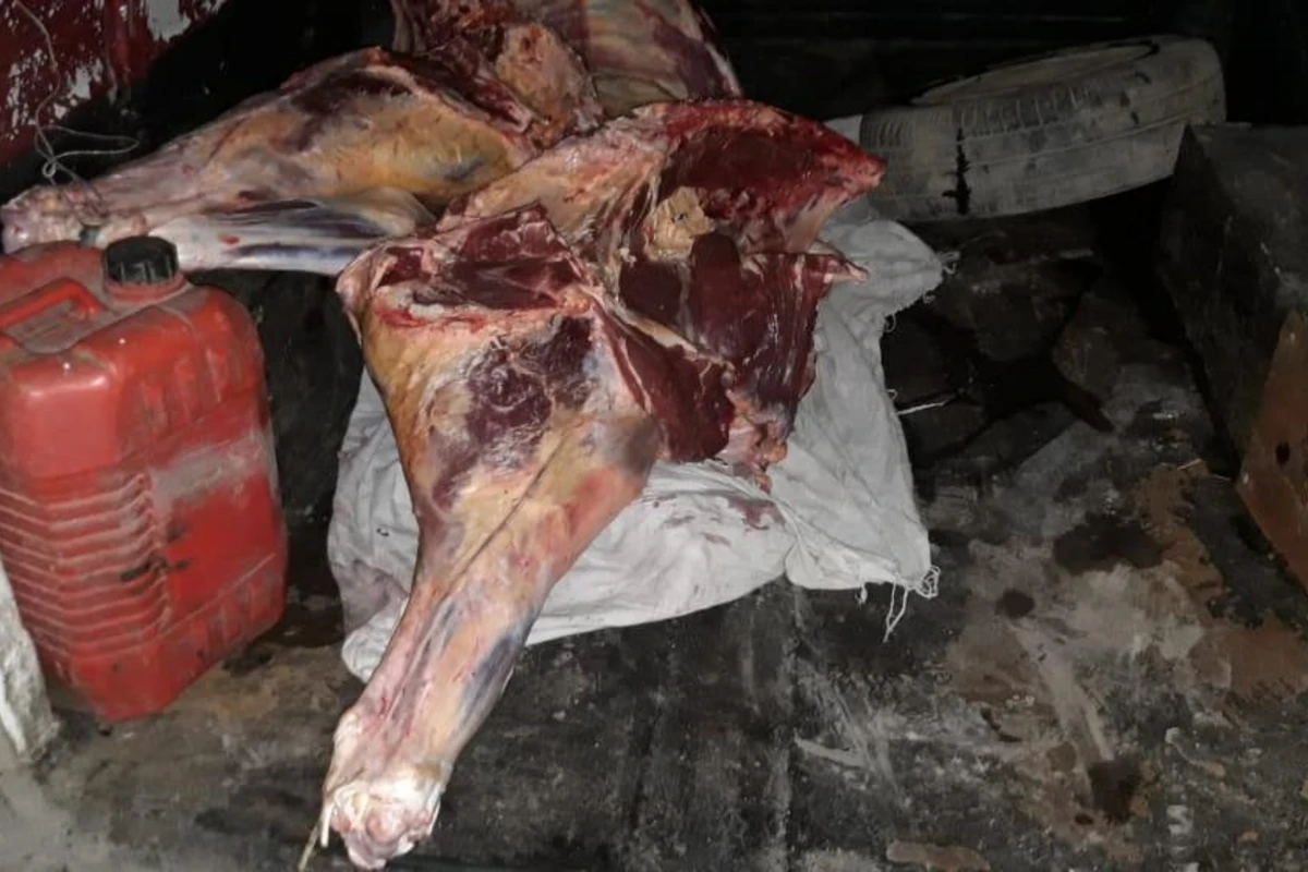 В Азербайджане обнаружено непригодное к использованию мясо - ФОТО