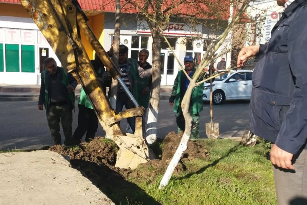 Sumqayıtda insanların səhhətinə təsir edən ağaclar köçürülür - FOTO Sumqayıtda insanların səhhətinə təsir edən ağaclar köçürülür - FOTO