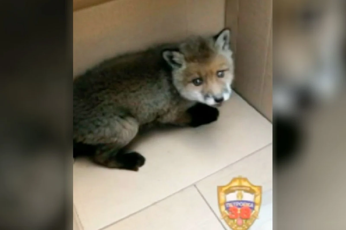 Полицейские остановили движение ради спасения лисенка - ВИДЕО