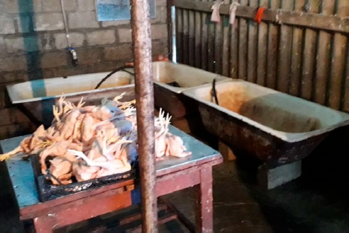 Bu toyuqları almayın – İYRƏNC MƏNZƏRƏ – FOTO Bu toyuqları almayın – İYRƏNC MƏNZƏRƏ – FOTO