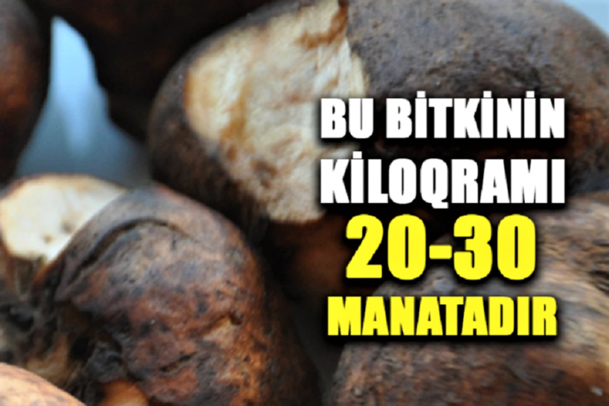 Azərbaycanda bitən bu bitkinin Avropada 1 kilosu 200 avroya satılır  - VİDEO