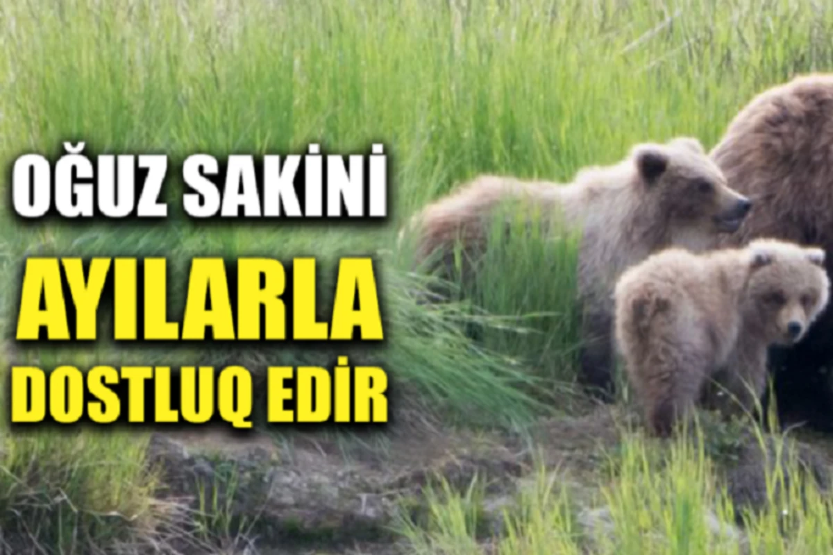 Oğuz sakini həyətində 3 ayı bəsləyir - VİDEO Oğuz sakini həyətində 3 ayı bəsləyir - VİDEO