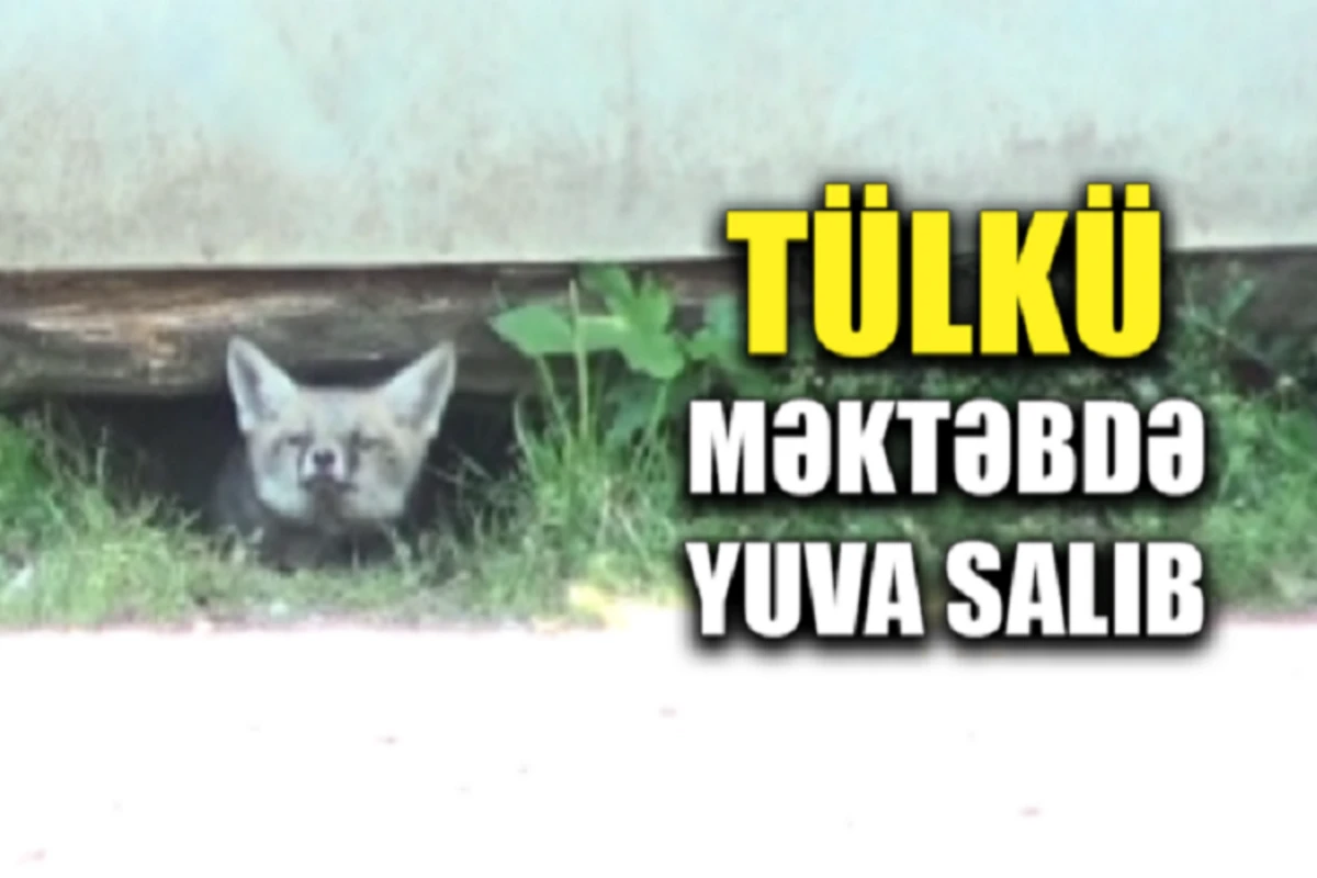 Tülkülər məktəbdə məskən salıb - Cəlilabadda real təhlükə - VİDEO Tülkülər məktəbdə məskən salıb - Cəlilabadda real təhlükə - VİDEO
