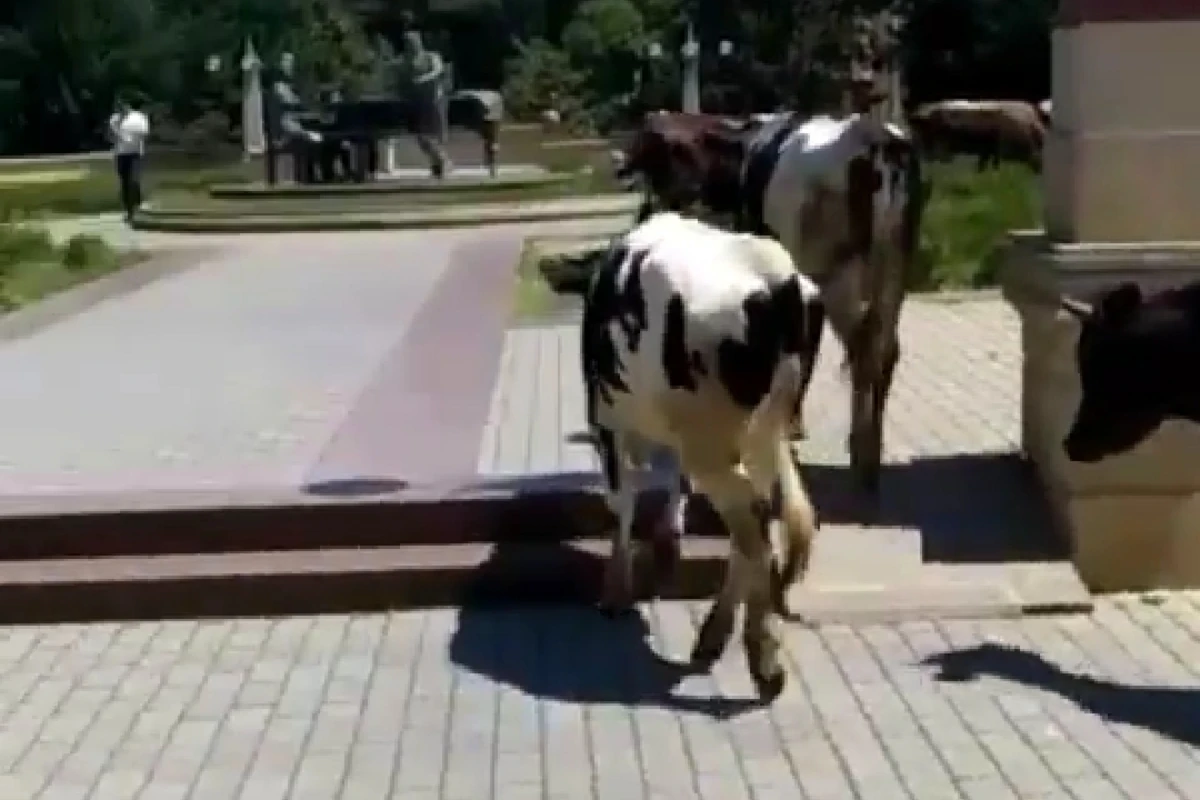İcra Hakimiyyətinin yanında inəklər otlayır – “İstiqlal” parkında biabırçı mənzərə - FOTO