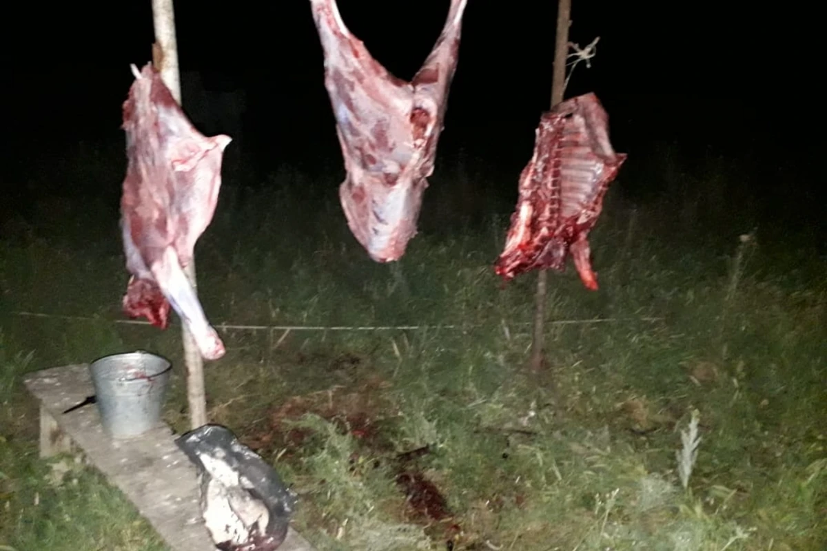 Ölmüş heyvanı kəsib satmaq istəyənlər iş başında tutuldu – FOTO Ölmüş heyvanı kəsib satmaq istəyənlər iş başında tutuldu – FOTO