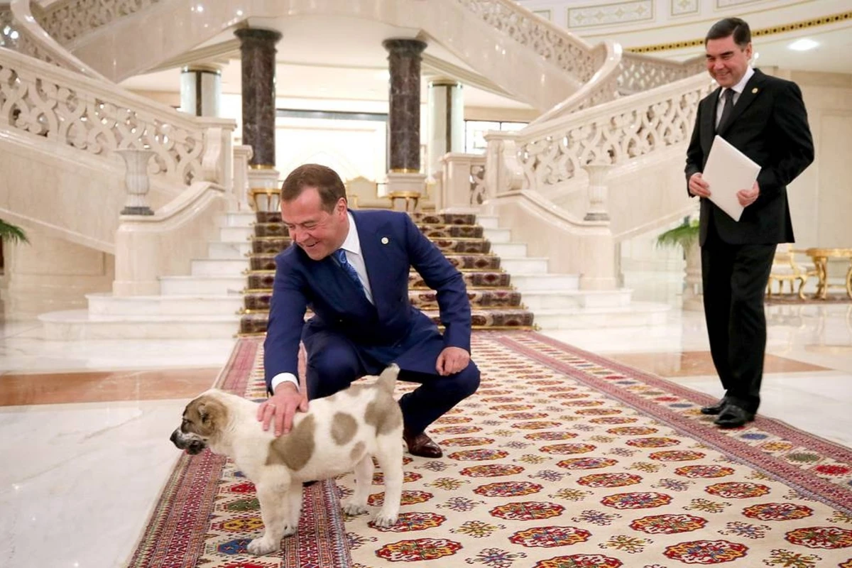 Бердымухамедов подарил Медведеву щенка алабая - ФОТО Бердымухамедов подарил Медведеву щенка алабая - ФОТО