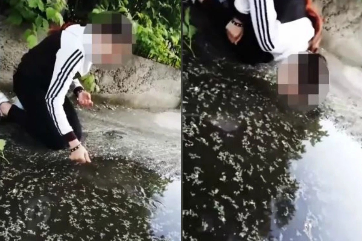 Банда школьниц заставила девушку пить из лужи - ВИДЕО